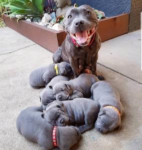 Beautiful Blue Staffordshire Bull Terrier Puppies