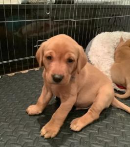 Fox red Labrador puppies