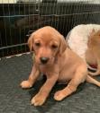 Fox red Labrador puppies in East End