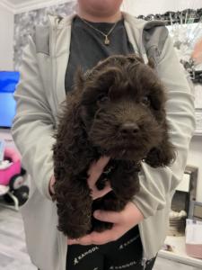 beautiful chocolate cockapoo puppy