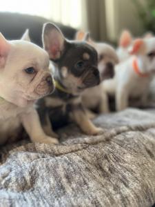 KC Reg Fantastic PLATINUM GIRLS French Bulldogs