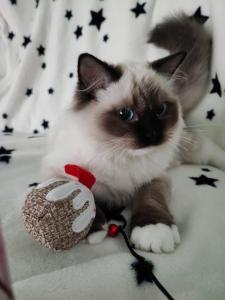 Ragdoll 18/08/21 microchipped & vacation