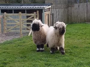 Registered Valais Blacknose ram