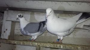 White and blue Pigeons for sale