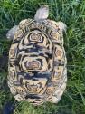 Blonde Leopard Tortoise female 5 year old in Worthing