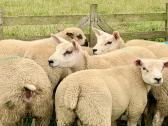 Low Garth Pedigree Texel Ewe Lambs - Grass Fed in Whitby