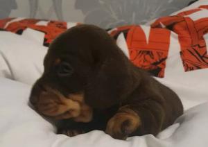 Miniature dachshund chocolate and tan boy