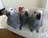 INTELLIGENT PLAYFUL TAME HAND-REARED FEMALE AFRICAN GREY WITH BRAND NEW CAGE AND TOYS in Chipping Sodbury