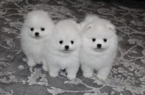 A Jixed Litter of 8 Beautiful pomeranian 2 Boys & 6 Girls