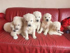 Gorgeous Golden retriever puppies for sale