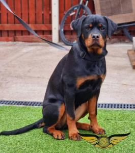 Young Rottweiler Female full KC REGISTERED