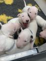 5 Stunning Male standard Bull Terriers for 5 Homes in Kidderminster