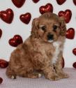 8 A Jixed Litter of 8 Beautiful Cavapoo pupps in Camden Town