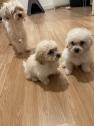 Bichon male puppies ready to go in Liverpool