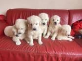 Gorgeous Golden retriever puppies for sale