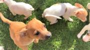 Jack Russell x Chihuahua Merle Puppies for sale in Oxon