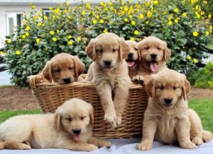 Amazing Golden retriever puppies for sale