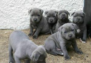 Beautiful Blue Staffordshire Bull Terrier Puppies Available