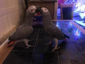 Hand-reared African Grey parrots For Sale