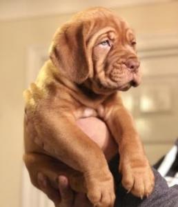 Dogue De Bordeaux Pups For Sale