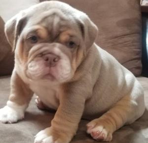 Nice Personality, pleasant English Bulldog puppies