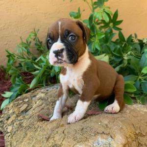 Oustanding Boxer Puppies Ready For Their New Homes