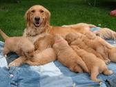 Golden retriever puppies for sale in Bedford