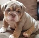 Nice Personality, pleasant English Bulldog puppies in Harlow