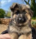 Stunning Champion KC German Shepherd puppies in Spilsby