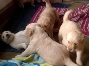 Golden Retriever Puppies