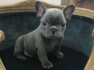 Stunning Kc Blue French Bulldog Puppies