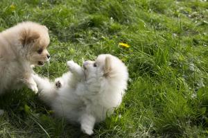 Sweet little boy and girl Pomeranian Puppies