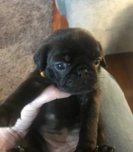 Beautiful Kc pug puppies