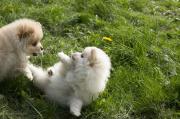 Sweet little boy and girl Pomeranian Puppies in Chelsea