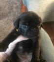 Beautiful Kc pug puppies in Canterbury