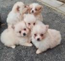 Pomeranian puppies in Ellesmere Port