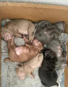 Shar pei puppy’s