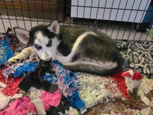 3 Blue Eyes Siberian husky puppies left ready