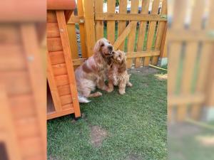 Cockapoo Puppies Ready For Their New Homes