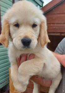 Golden retriever pup