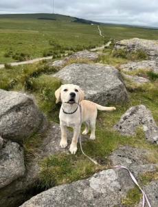 Labrador girl puppy