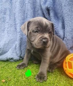 PEDIGREE BLUE ENGLISH STAFFORDSHIRE PUPPIES