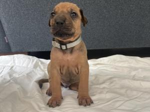 Purebred Rhodesian Ridgeback Puppies