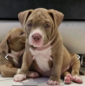 READY NOW ABKC pocket bully's