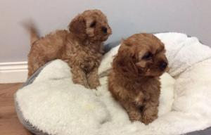 cavapoo puppies - cavalier king charles x red toy poodle