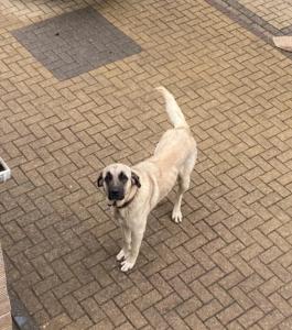 Kangal dog for sale