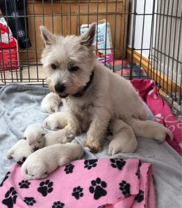 WEST HIGHLAND WHITE TERRIERS