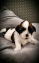 Adorable and lovely Shih Tzu puppies for sale in Chelsea