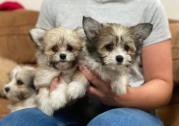 Gorgeous Maltipom - Maltese x pomeranian puppies in Maldon