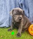 PEDIGREE BLUE ENGLISH STAFFORDSHIRE PUPPIES in Leeds